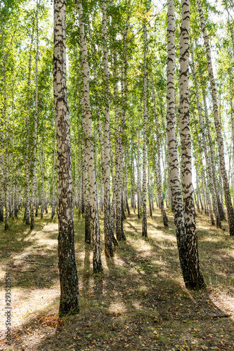 Fototapeta Naklejka Na Ścianę i Meble -  Green birch forest in the sky, summer nature landscape.