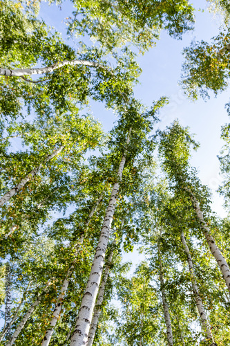 Green birch forest in the sky  summer nature landscape.