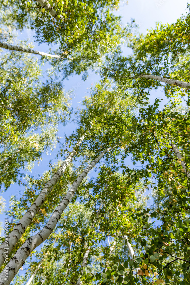 Green birch forest in the sky, summer nature landscape.