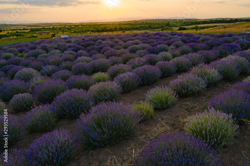 Blooming lavender field in the Alazani Valley, Kakheti, Georgia country. Summer 2019