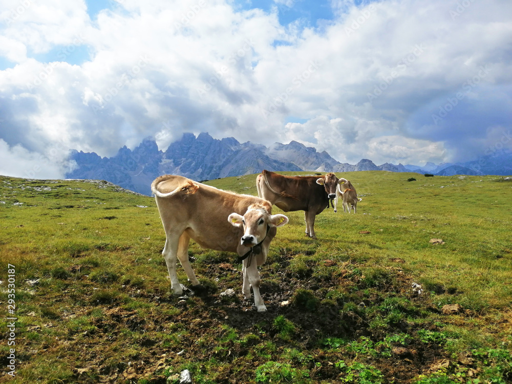 cow eating grass in the mountains