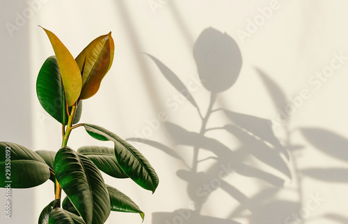 Ficus elastic plant rubber tree on a light background. Shadow of ficus on the wall. photo