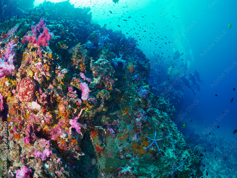 Fototapeta premium scuba diver and coral