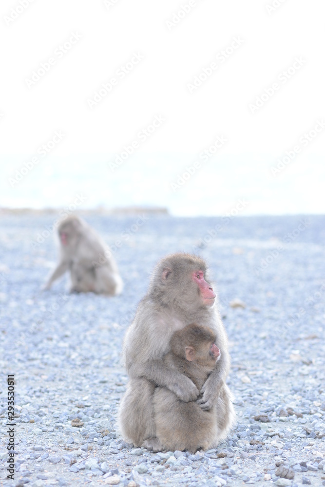 Naklejka premium monkey hug