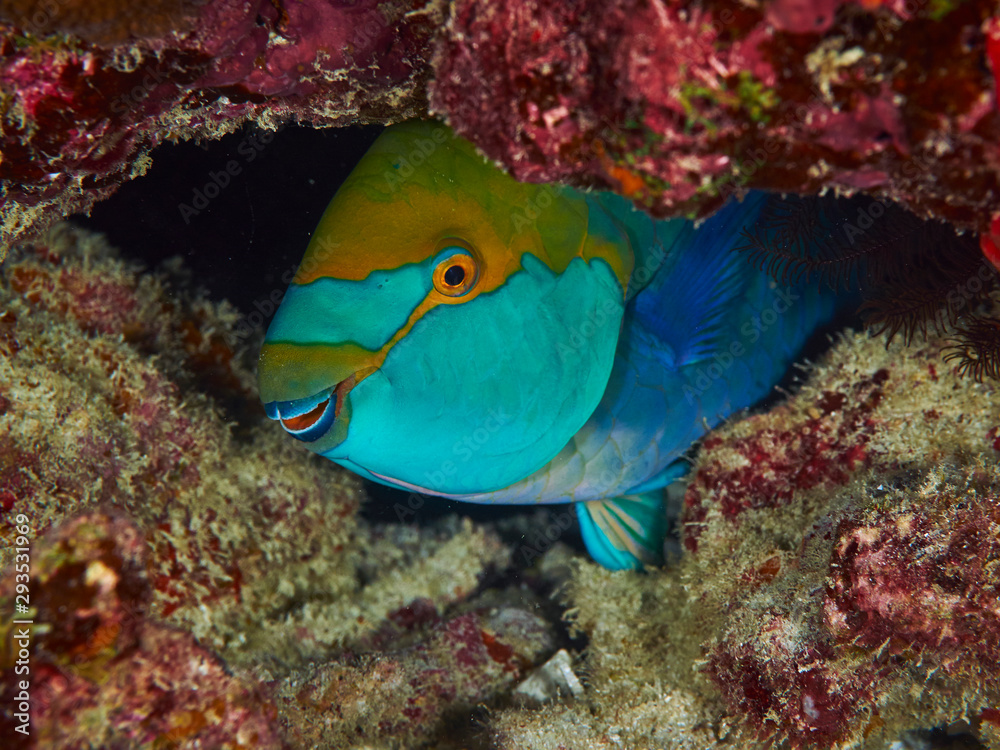 Fototapeta premium Purplestreak Parrotfish