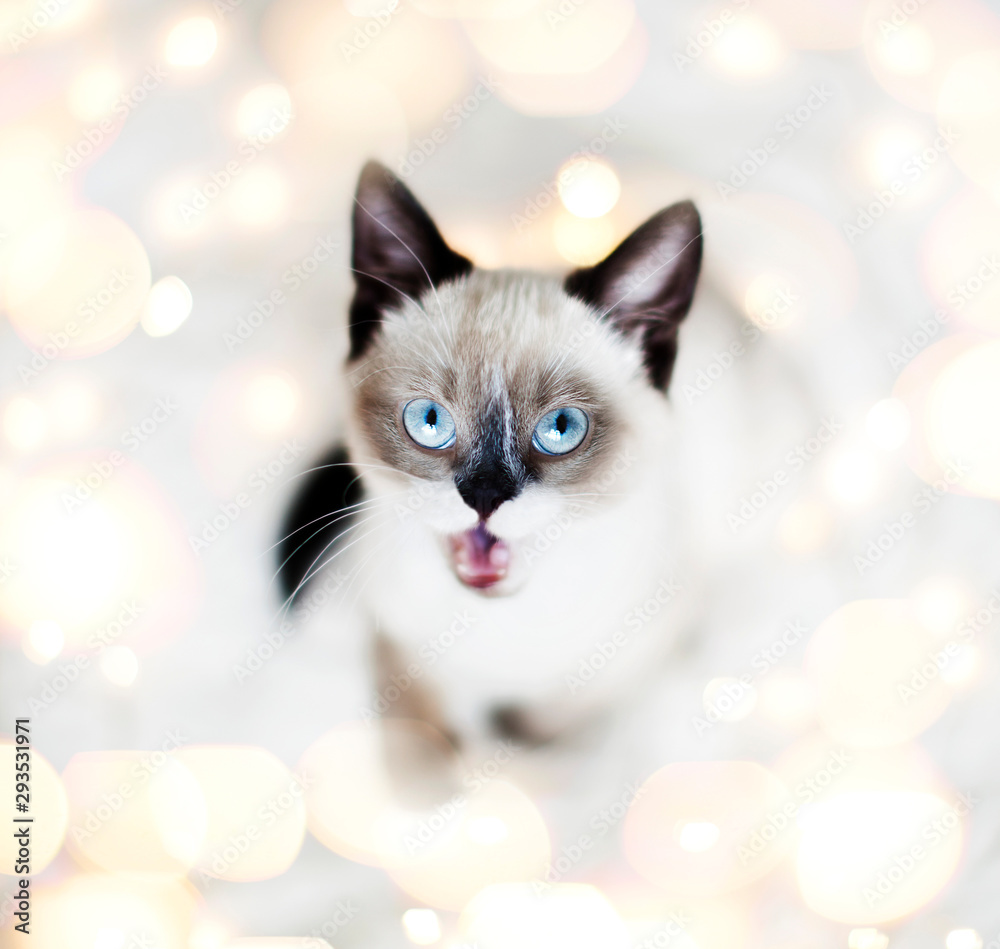 Surprised kitten in Christmas lights
