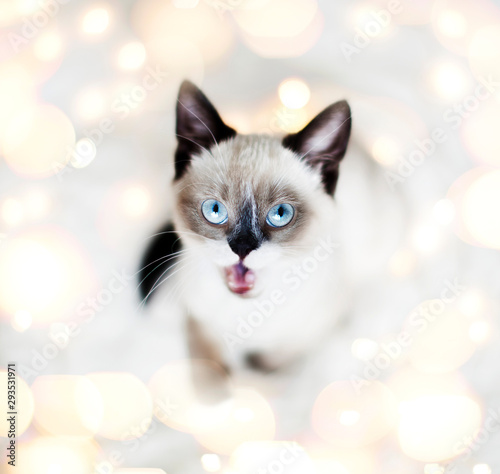 Surprised kitten in Christmas lights © Tatyana Gladskih