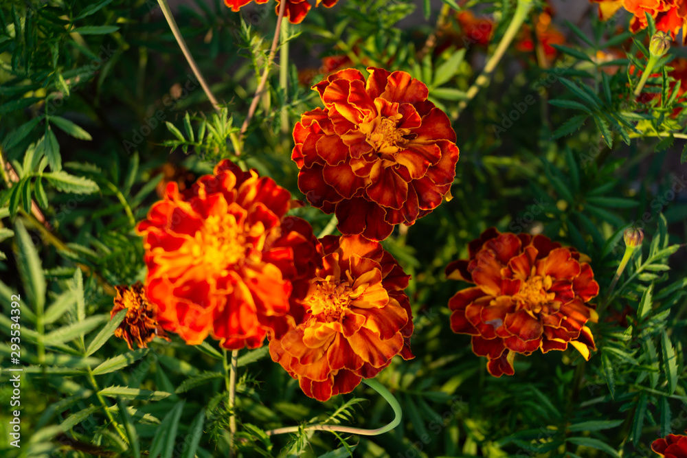 Marigolds, bright beautiful flower beds garden Marigolds, bright beautiful flower beds garden