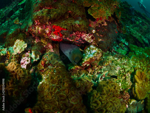 Greyface Moray photo