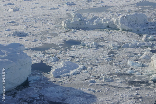Polar bears Greenland