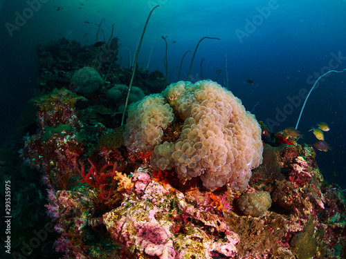 Bubble coral and soft cora photo