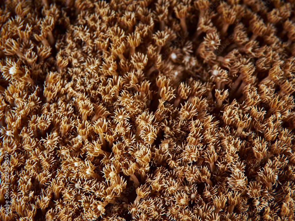 soft coral soft coral