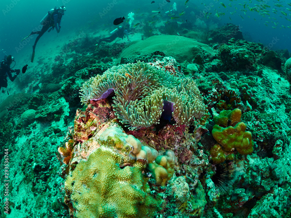 Fototapeta premium diver and reef soft coral