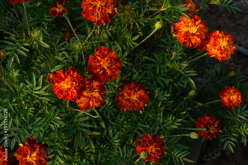Marigolds, bright beautiful flower beds garden