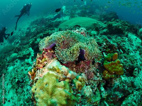 diver and reef soft coral