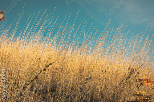 Beautiful autumn landscape - dry steppe and desert grass close-up