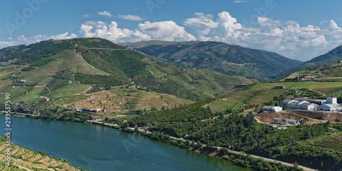 Weinberge am Douro  N  he Pinhao  Portugal