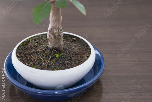 盆栽の根（Bonsai root） photo