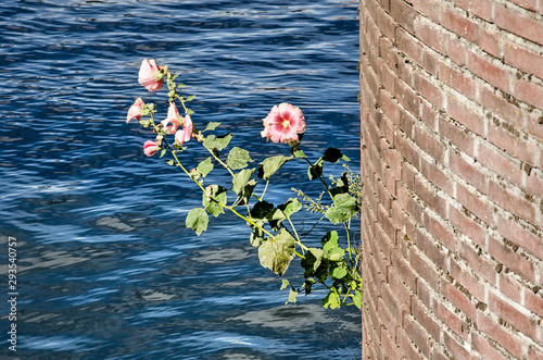 Tablou pe pânză Purple hollyhock flowers growing out of a quay wall on a sunny day in summer