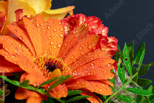 Bild auf Leinwand Flower. Macro. Daisy. Raindrop. Drop. Gerbera