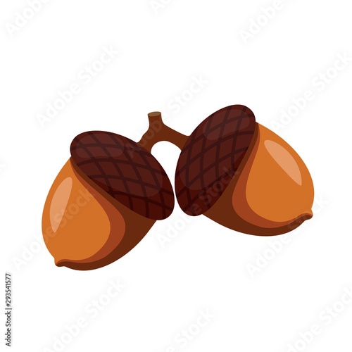 Oak tree acorns. autumn harvesting.