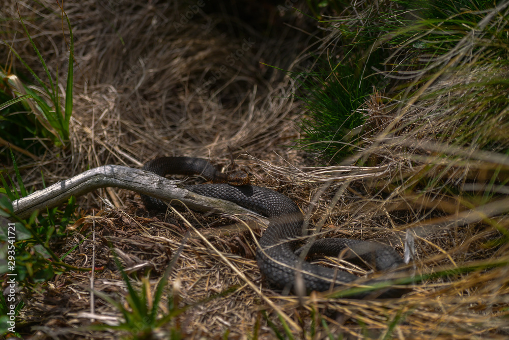 Deadly poisonous snake in grass Deadly poisonous snake in grass