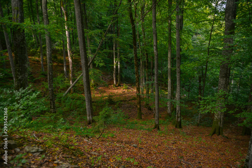 Obraz premium Trees in autumn forest