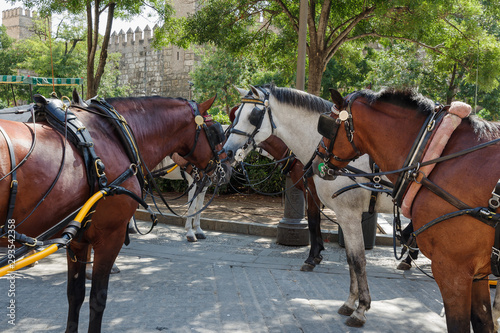 Harnessed horse carriages rest while waiting for tourists on Triumph Square in Seville