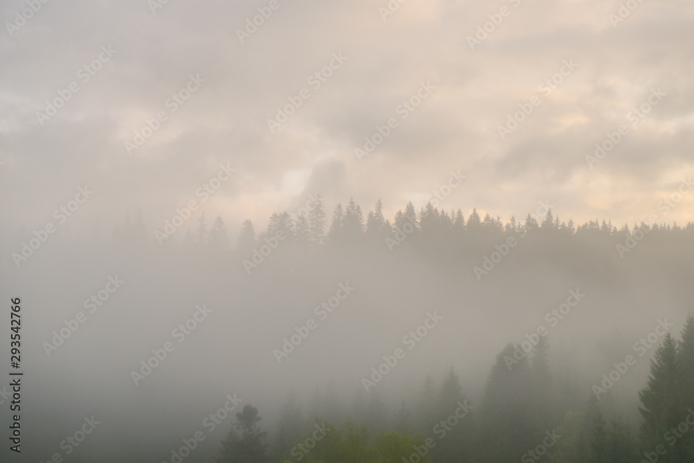 fog over the wood