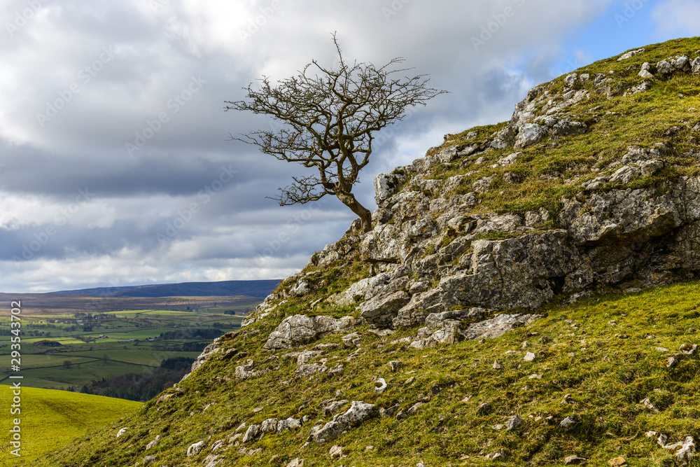 Lone tree on the side of a craggy hill overlooking North Yorkshire countryside
