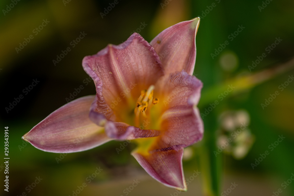 beautiful pink lily flower on blurred natural background, close-up 