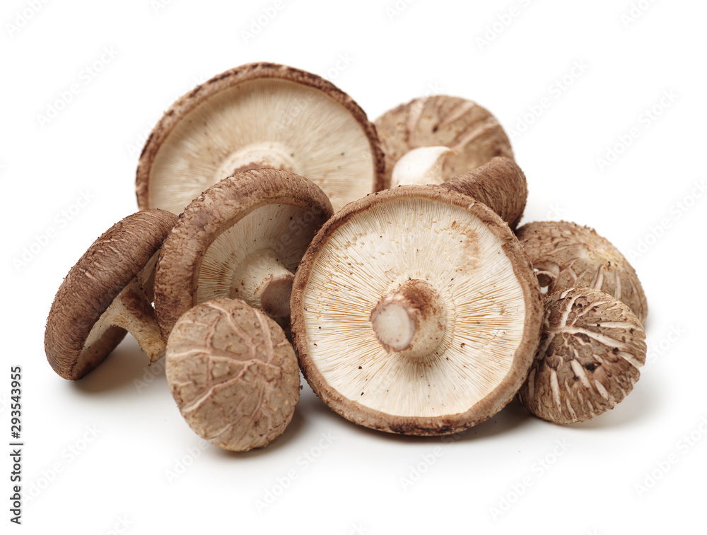 Shiitake mushroom on the White background Shiitake mushroom on the White background
