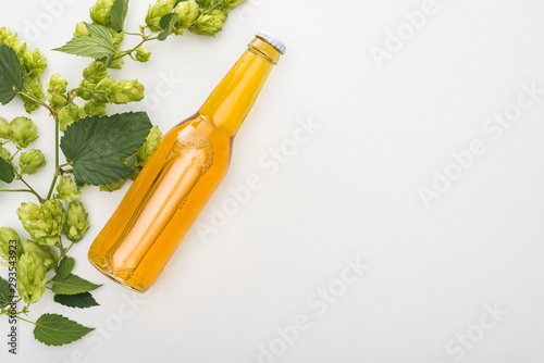 top view of beer in bottle with green blooming hop on white background