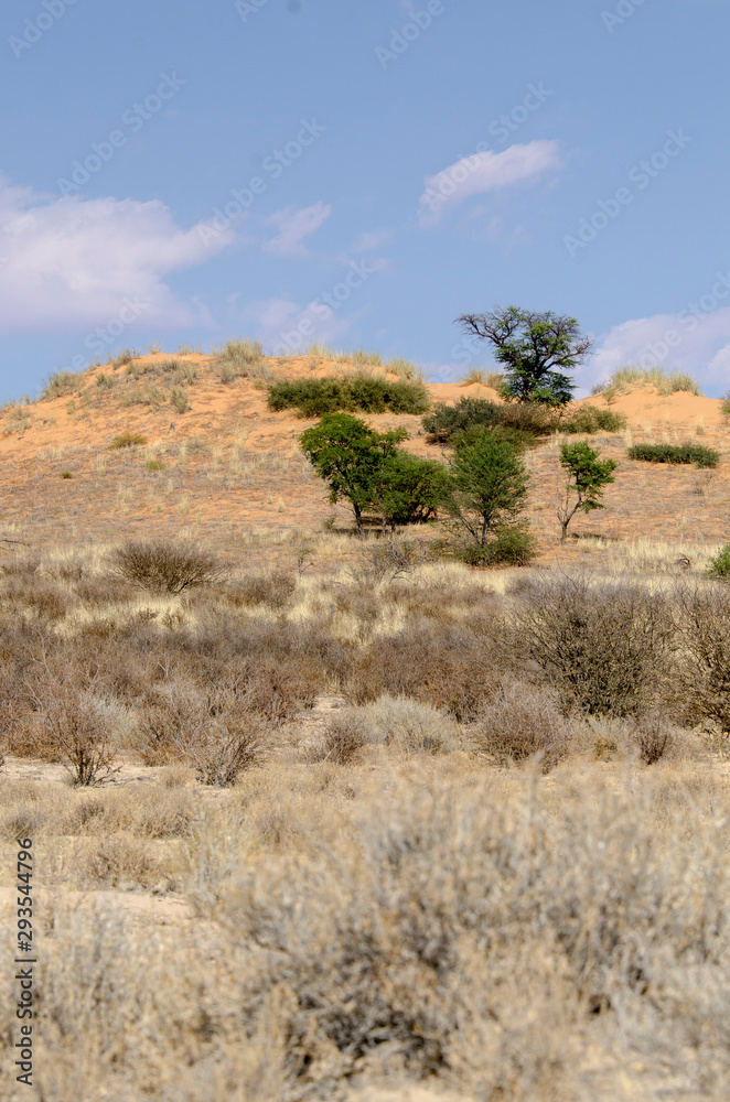Parc national Kalahari Gemsbok, parc transfrontalier de Kgalagadi, Afrique du Sud Parc national Kalahari Gemsbok, parc transfrontalier de Kgalagadi, Afrique du Sud
