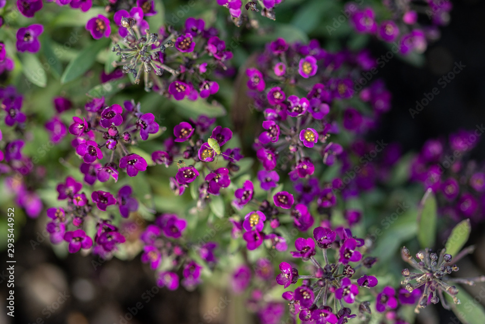 beautiful purple flowers on blurred natural background