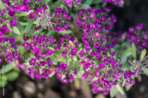 beautiful purple flowers on blurred natural background