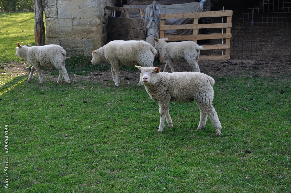 Obraz premium Sheep grazing