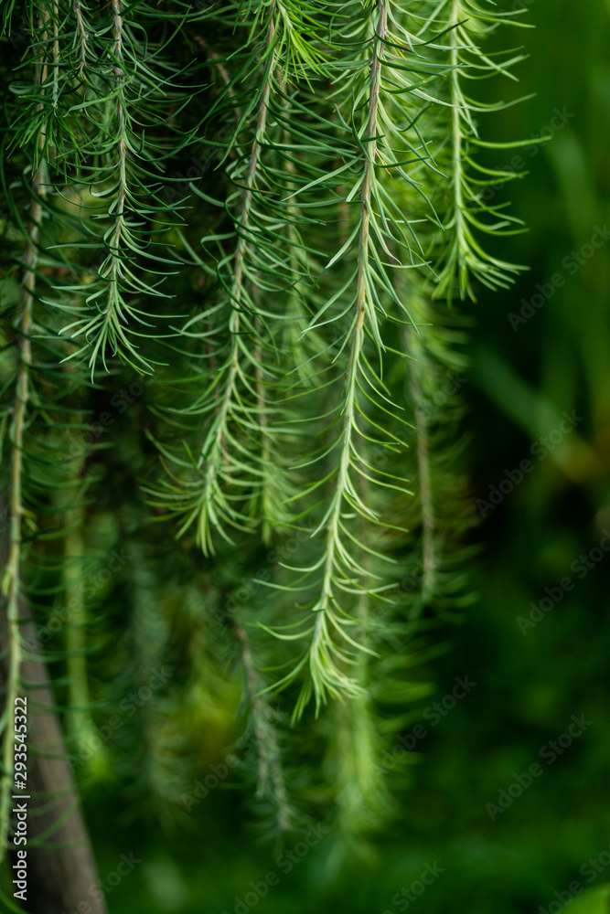 green young coniferous branches on dark blurred background green young coniferous branches on dark blurred background