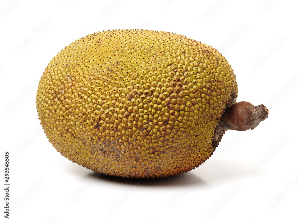 Giant jackfruit on white background Giant jackfruit on white background