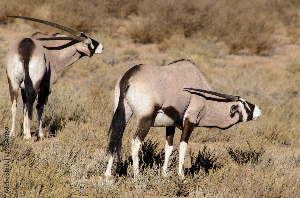 Naklejka premium oryx gazelle, gemsbok, Oryx gazella, Parc national Kalahari, Afrique du Sud
