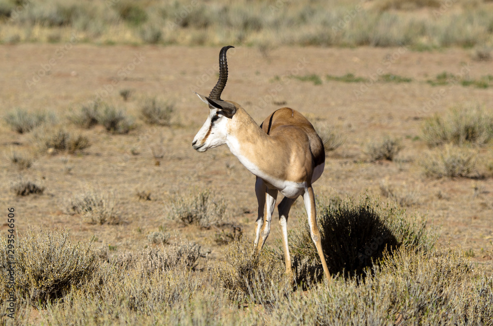 Naklejka premium Springbok, Antidorcas marsupialis, Afrique du Sud