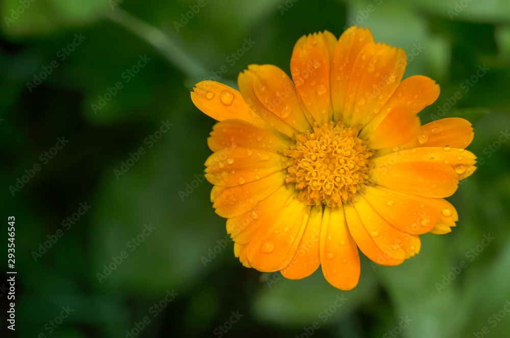 Calendula flower during rainy day with drops of water on it.