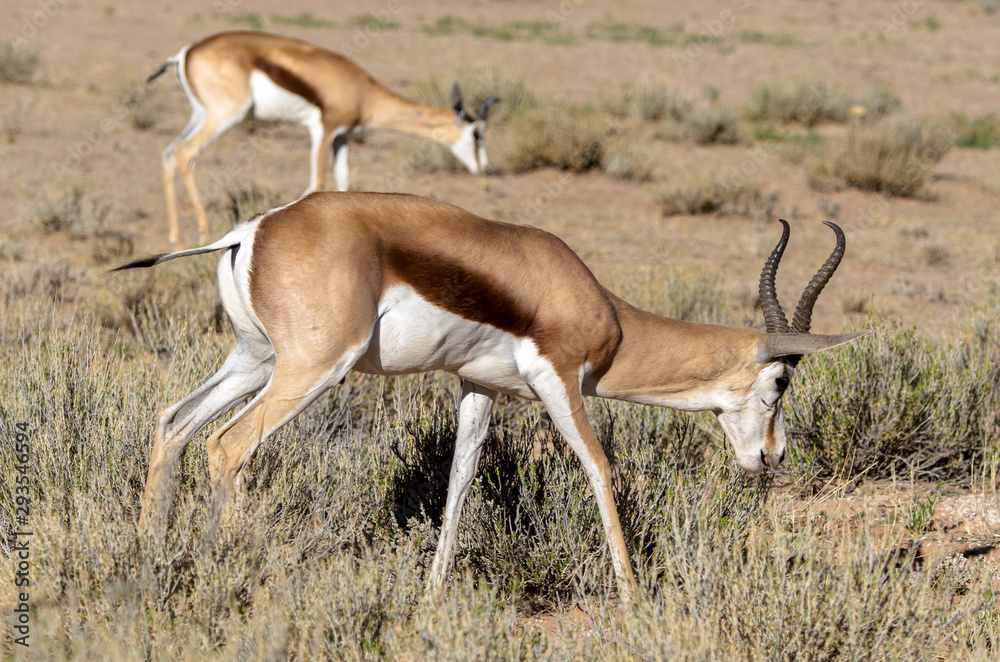 Springbok, Antidorcas marsupialis, Afrique du Sud