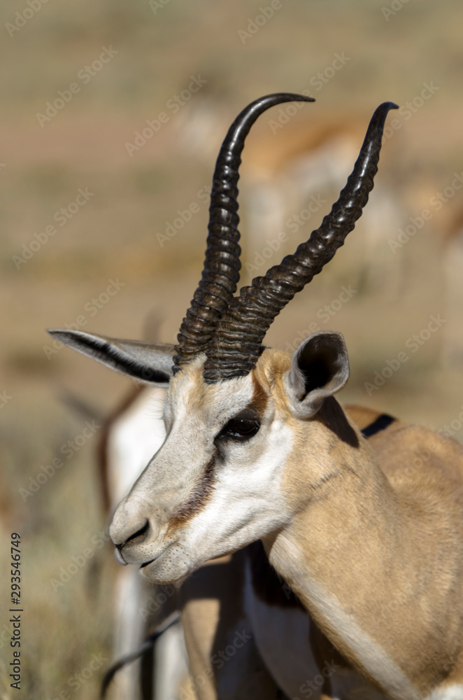 Springbok, Antidorcas marsupialis, Afrique du Sud Springbok, Antidorcas marsupialis, Afrique du Sud
