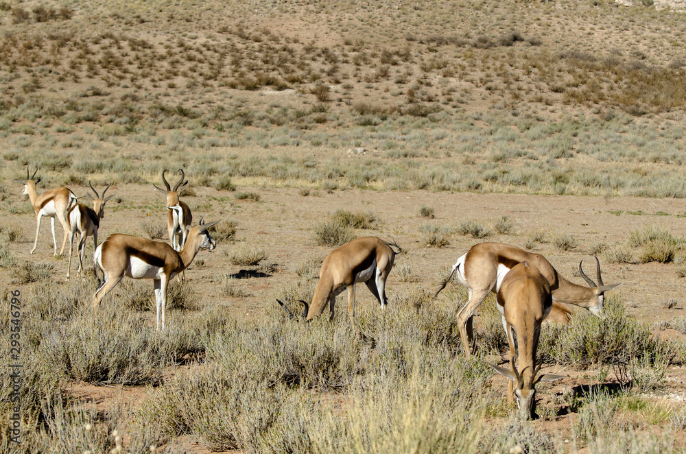 Fototapeta premium Springbok, Antidorcas marsupialis, Afrique du Sud