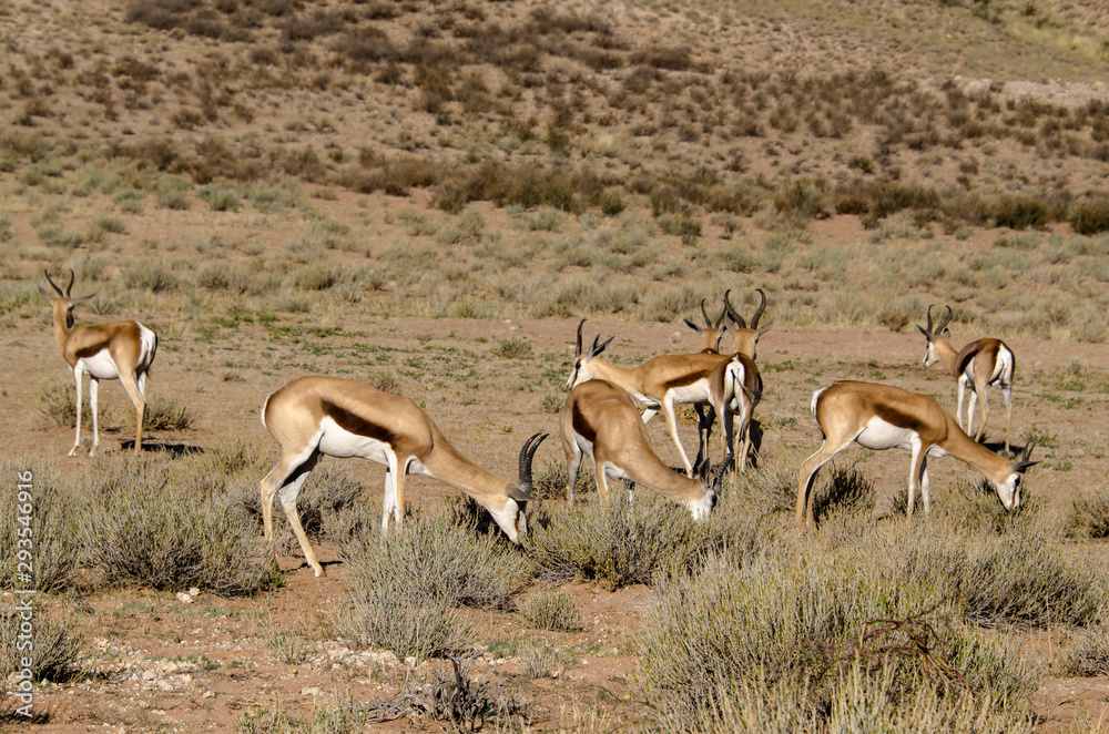 Springbok, Antidorcas marsupialis, Afrique du Sud Springbok, Antidorcas marsupialis, Afrique du Sud
