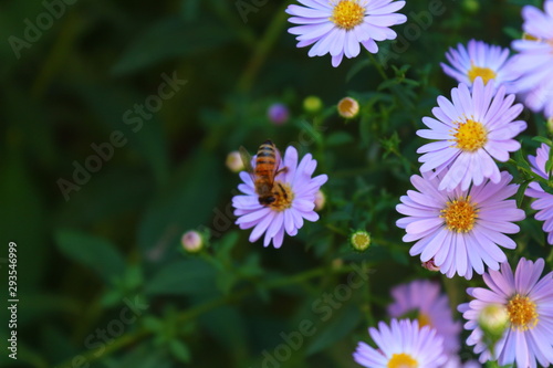 daisies in the garden