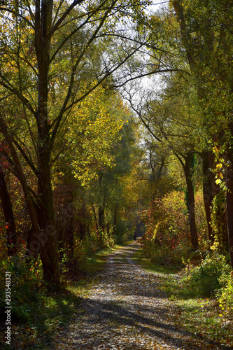 Beautiful autumn landscape  A path in a forest.
