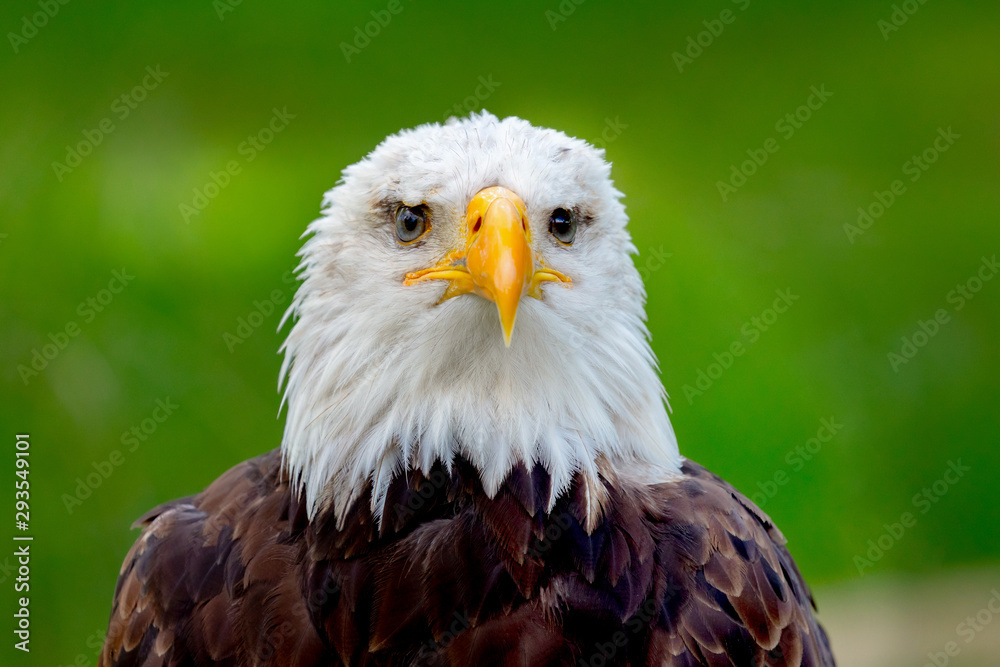 Obraz premium American symbol