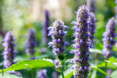 Herbs: Agastache blue spike flowers